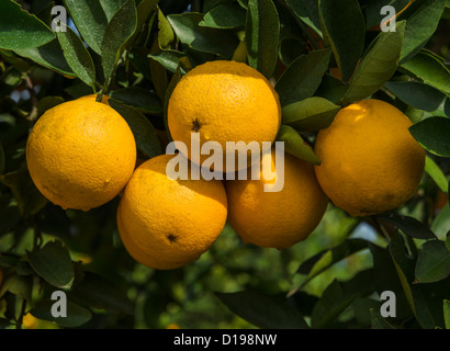 Oranges de Floride, Polk County, Floride, États-Unis Banque D'Images