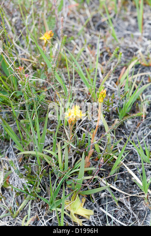 Bog Asphodel dans un marécage sur Rubh Dunain Loch péninsulaire cassant Ile de Skye en Ecosse Banque D'Images