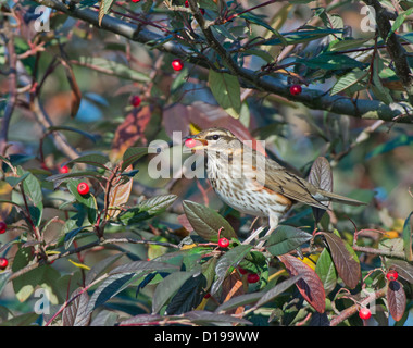 REDWING, TURDUS ILIACUS, perché sur une branche qui se nourrissent de baies de COTONEASTER. L'hiver. Banque D'Images