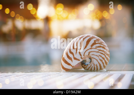 Nautilus shell au bord de la piscine, peu profond, dof super lights on background Banque D'Images