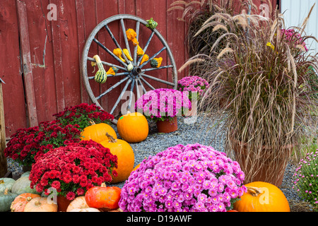 Scène d'automne avec volant citrouilles et chrysanthèmes dans la région des lacs Finger de New York Banque D'Images