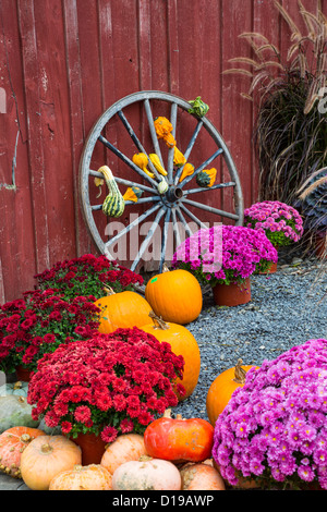 Scène d'automne avec volant citrouilles et chrysanthèmes dans la région des lacs Finger de New York Banque D'Images