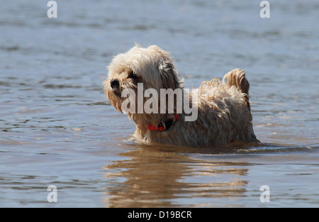 Dans l'eau chien maltais Banque D'Images