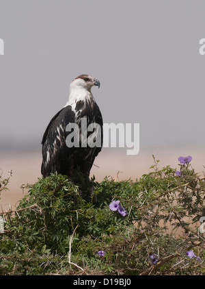 Poissons d'Afrique blanche perchée dans l'arbre Banque D'Images