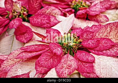 Une photographie de Monet poinsettias plantes. Banque D'Images