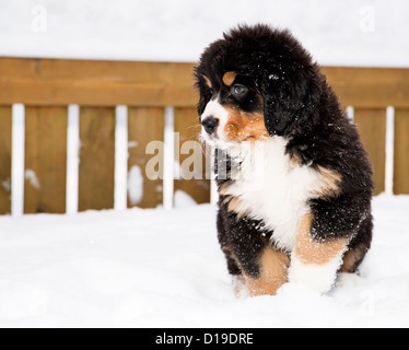 Bernese mountain dog isolés en attente de marionnettes sa chance Banque D'Images