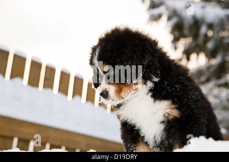 Bernese mountain dog isolés à la marionnette d'en haut Banque D'Images
