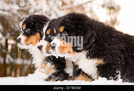 Bernese mountain dog infatigable puppets prêt jouer jeu Banque D'Images