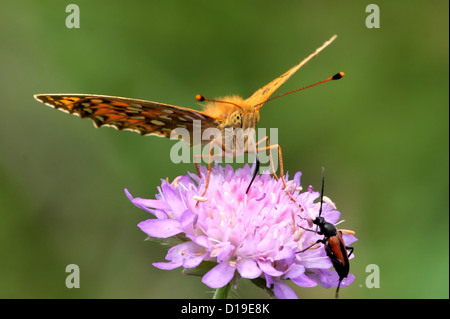 Dark green fritillary (Argynnis aglaja) sur une fleur de field scabious Banque D'Images