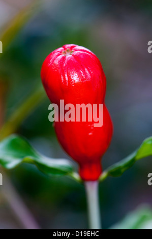 Gros plan de fleurs de grenade Banque D'Images