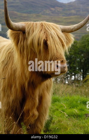 Au-dessus de Highland cattle Loch Katrine, Parc national du Loch Lomond et des Trossachs, Stirling, Ecosse Banque D'Images