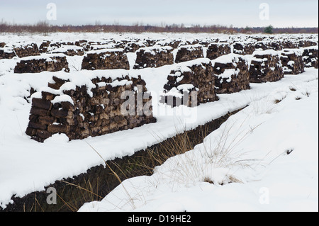 L'hiver dans la lande, diepholzer moorniederung goldenstedter moor,, Niedersachsen, Allemagne Banque D'Images