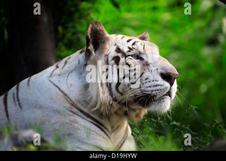 Le tigre blanc bâille. - Safari park. Bali. L'Indonésie Banque D'Images