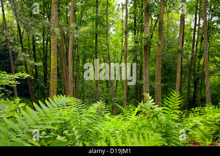 La forêt de l'aulne (Aulne et bouleau ) dans une journée ensoleillée, l'été, La Sarre / Allemagne Banque D'Images