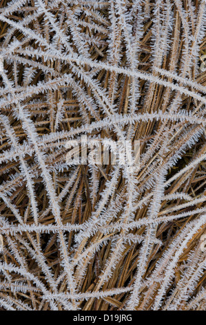 Givre sur l'herbe Banque D'Images