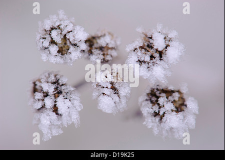 Tanaisie (Tanacetum vulgare) avec des cristaux de glace Banque D'Images