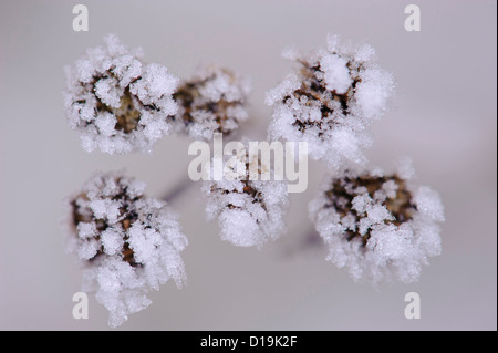 Tanaisie (Tanacetum vulgare) avec des cristaux de glace Banque D'Images