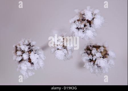 Tanaisie (Tanacetum vulgare) avec des cristaux de glace Banque D'Images