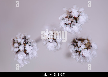 Tanaisie (Tanacetum vulgare) avec des cristaux de glace Banque D'Images