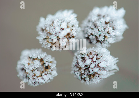 Tanaisie (Tanacetum vulgare) avec des cristaux de glace Banque D'Images