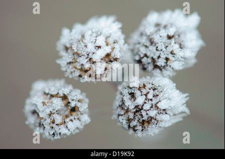 Tanaisie (Tanacetum vulgare) avec des cristaux de glace Banque D'Images