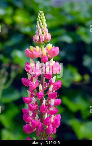 Gros plan d'une fleur de lupin dans un jardin Banque D'Images