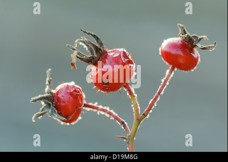 Rugosa rose (Rosa rugosa) avec de la gelée blanche Banque D'Images