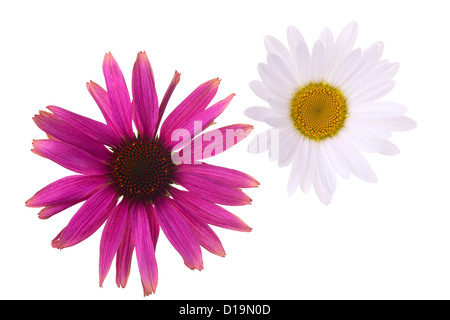 Gros plan d'une fleur d'échinacée et daisy, isolé sur fond blanc Banque D'Images