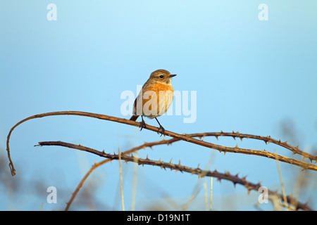 Saxicola torquata Stonechat femelle sur promontoire côtier en hiver Banque D'Images