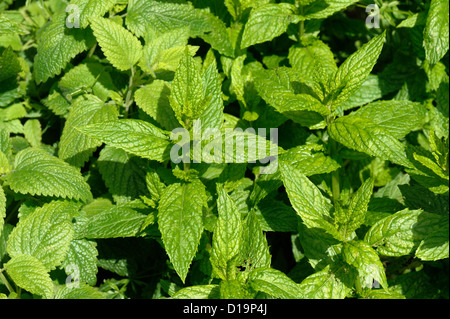 La menthe Mentha spicata, plantes herbe Banque D'Images