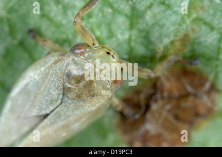 Philaenus spumarius commun froghopper, tardivement, tête de nymphe, les yeux et les pattes de devant Banque D'Images