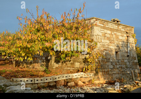 Cherry Tree in autumn, Pouilles, Italie Banque D'Images