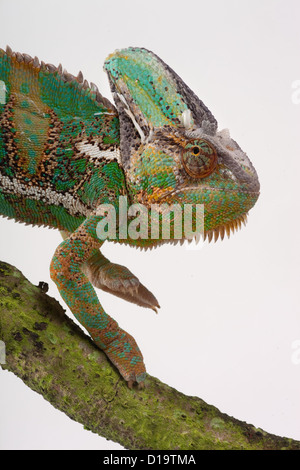 Le Yémen ou Chameleon Chamaeleo calytratus voilée la tête et des yeux Détail Banque D'Images