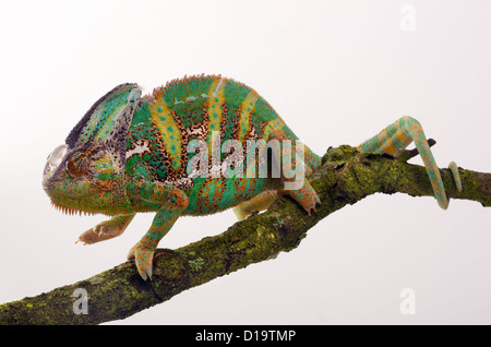 Le Yémen ou Chameleon Chamaeleo calytratus voilée portrait Banque D'Images