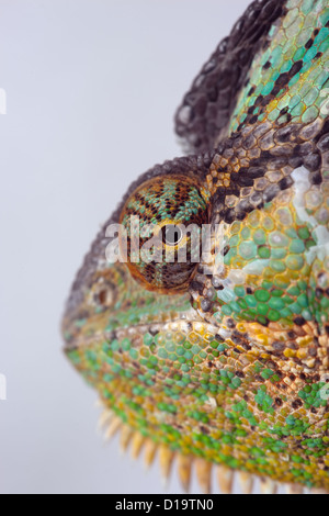 Le Yémen ou Chameleon Chamaeleo calytratus voilée la tête et des yeux Détail Banque D'Images