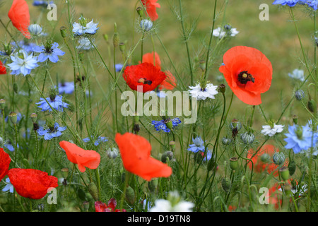 Coquelicots et bleuets au printemps pré. Banque D'Images