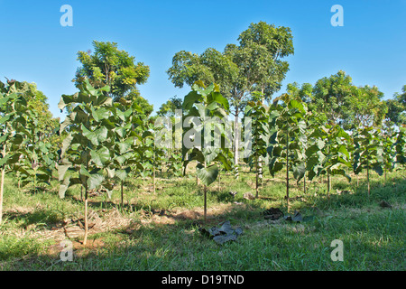 Les jeunes 'plantation de teck Tectona grandis". Banque D'Images
