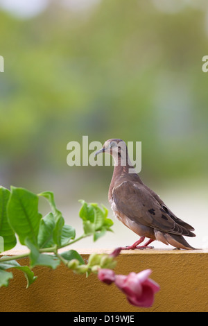 Le hibou (Dove Zenaida auriculata) Banque D'Images