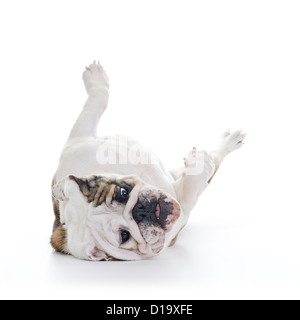 Bulldog anglais roulant sur marbre, pose à l'envers, high key Banque D'Images
