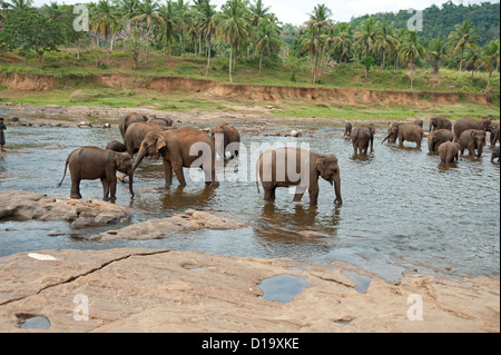 Des éléphants adultes et des bébés se baignent à l'orphelinat Pinnewalla Sri Lanka Banque D'Images