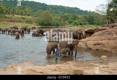 Grand groupe d'éléphants se baignant dans la rivière à l'orphelinat à Pinnewalla Sri Lanka Banque D'Images