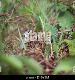 Grass snake (Aka serpent d'eau ; Natrix natrix) Banque D'Images