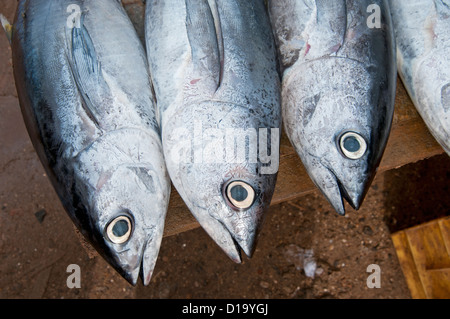 Thon à nageoires jaunes à Galle Fort fish market Sri Lanka Banque D'Images