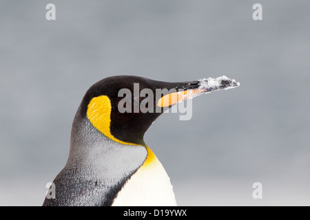 Le roi pingouin avec de la neige sur son projet de loi Banque D'Images