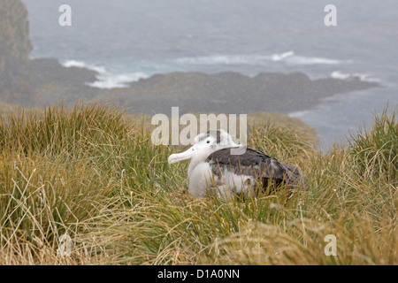 Albatros mature poussin dans une tempête de neige sur l'île de Géorgie du Sud à prions Banque D'Images