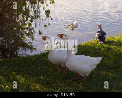 Les oies d'Embden dans le parc à Melbourne en Floride Banque D'Images