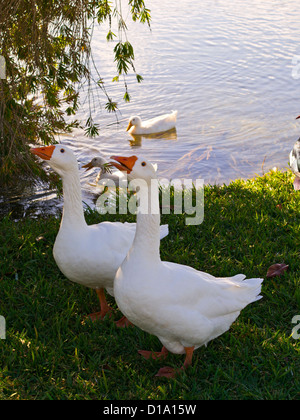 Les oies d'Embden dans le parc à Melbourne en Floride Banque D'Images