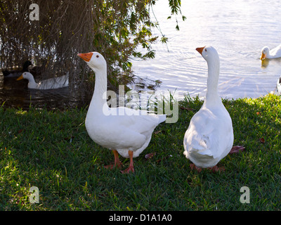 Les oies d'Embden dans le parc à Melbourne en Floride Banque D'Images