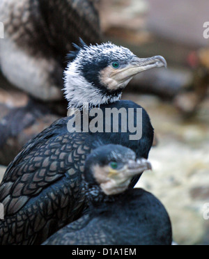 Le cormoran, le Mellanskarv européenne (Phalacrocorax carbo sinensis) Banque D'Images