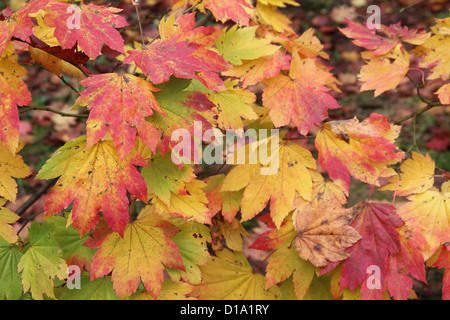 Acer japonicum ( pleine lune ) L'Érable Banque D'Images